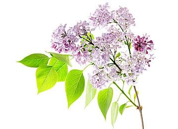 RTX 3060也将推出GDDR6X显存版本